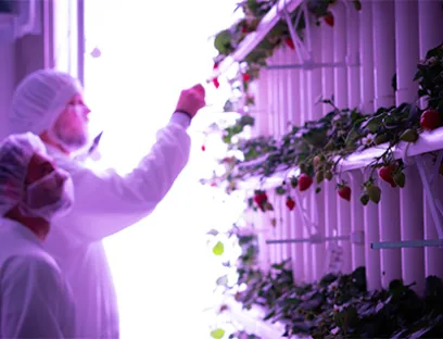Speziell abgestimmte Lichteinstellungen im Hinblick auf Wellenlänge, Intensität und Belichtungsdauer sowie kontrollierte Umgebungsbedingungen sollen die datenbasierte Indoor-Kultivierung von Erdbeeren ermöglichen, Bild: Vgreens Vertical Farming